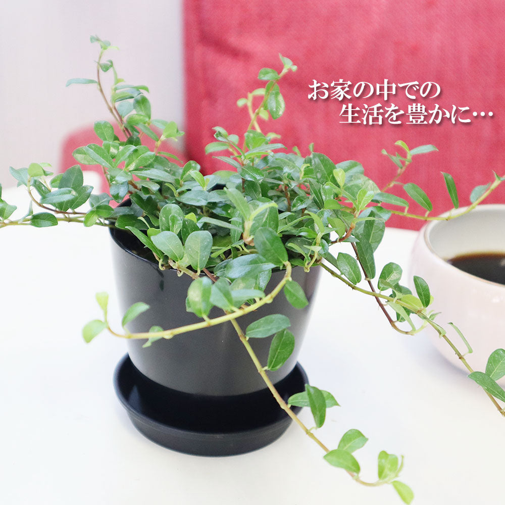 宝石のような観葉植物のお店 【Jewelry Plant】 つる性 ガジュマル フィカス シャングリラ 3.5号 黒プラスチック鉢 受皿付 –  Jewelry Plant online