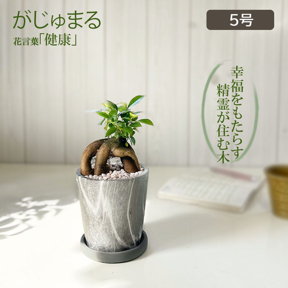 宝石のような観葉植物のお店 【Jewelry Plant】 ガジュマル ミニ グレーマーブル陶器鉢 4号 ピンク石付 ラッピング無料 ソーサー付  送料無料 – Jewelry Plant online ガジュマル 観葉植物 ひび割れ陶器鉢 20cm