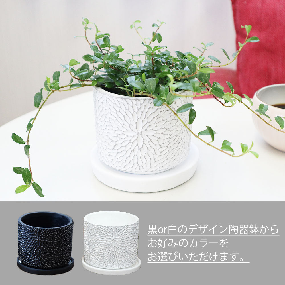 宝石のような観葉植物のお店 【Jewelry Plant】 つる性 ガジュマル フィカス シャングリラ 3.5号 選べる白黒筒陶器鉢 ソーサー付 –  Jewelry Plant online