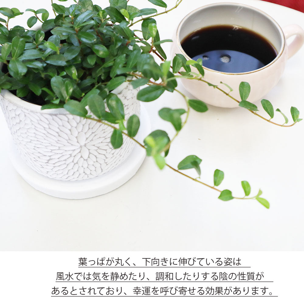 つる性 ガジュマル フィカス シャングリラ 3.5号 選べる白黒筒陶器鉢 ソーサー付