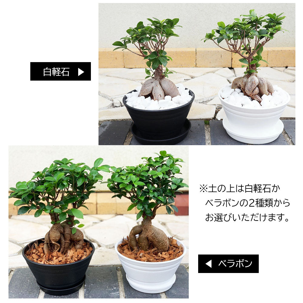 白玉ガジュマル 前田 和義様専用 - 植物/観葉植物