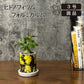 希少品種 塊根植物 ヒドノフィツム フォルミカルム 【現品】 3号 陶器鉢 レア
