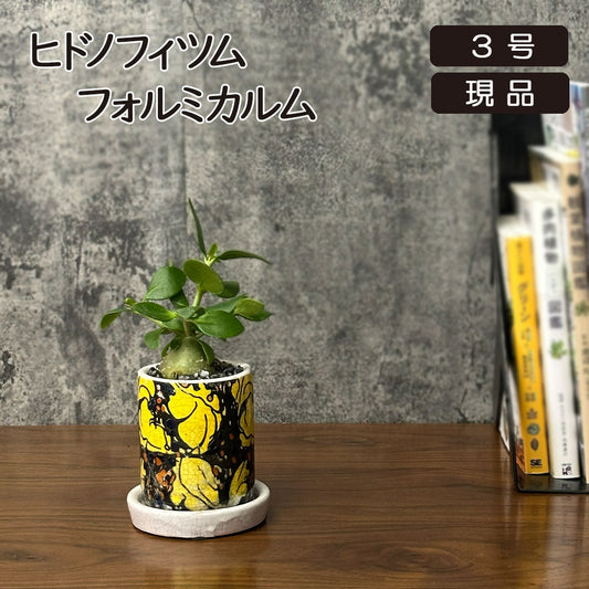 希少品種 塊根植物 ヒドノフィツム フォルミカルム 【現品】 3号 陶器鉢 レア