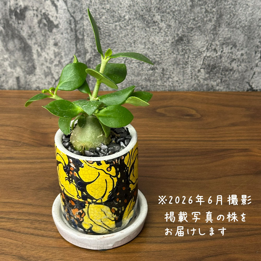 希少品種 塊根植物 ヒドノフィツム フォルミカルム 【現品】 3号 陶器鉢 レア