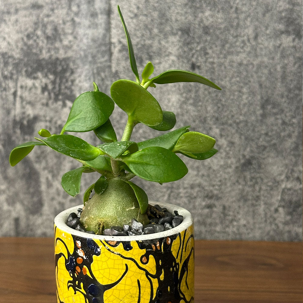 希少品種 塊根植物 ヒドノフィツム フォルミカルム 【現品】 3号 陶器