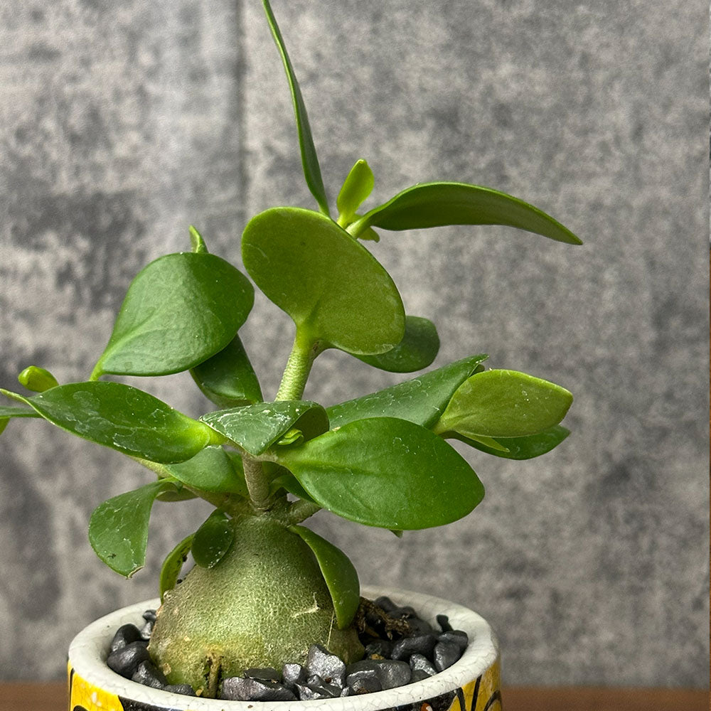 希少品種 塊根植物 ヒドノフィツム フォルミカルム 【現品】 3号 陶器