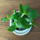 希少品種 塊根植物 ヒドノフィツム フォルミカルム 【現品】 3号 陶器鉢 レア
