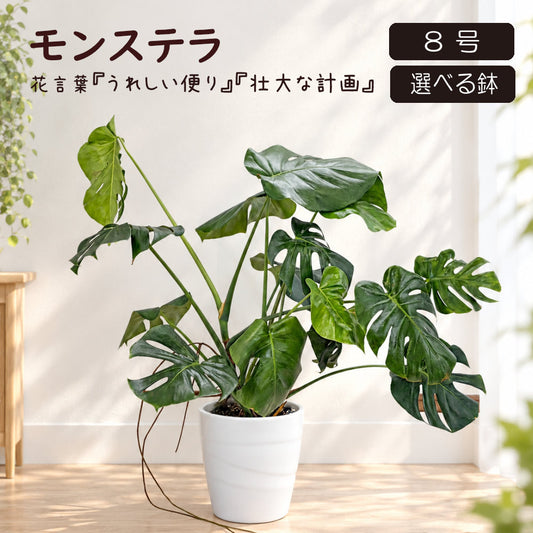観葉植物 ハートの葉っぱ おしゃれ 大型 本物 モンステラ 8号 現品 選べる陶器鉢 送料無料