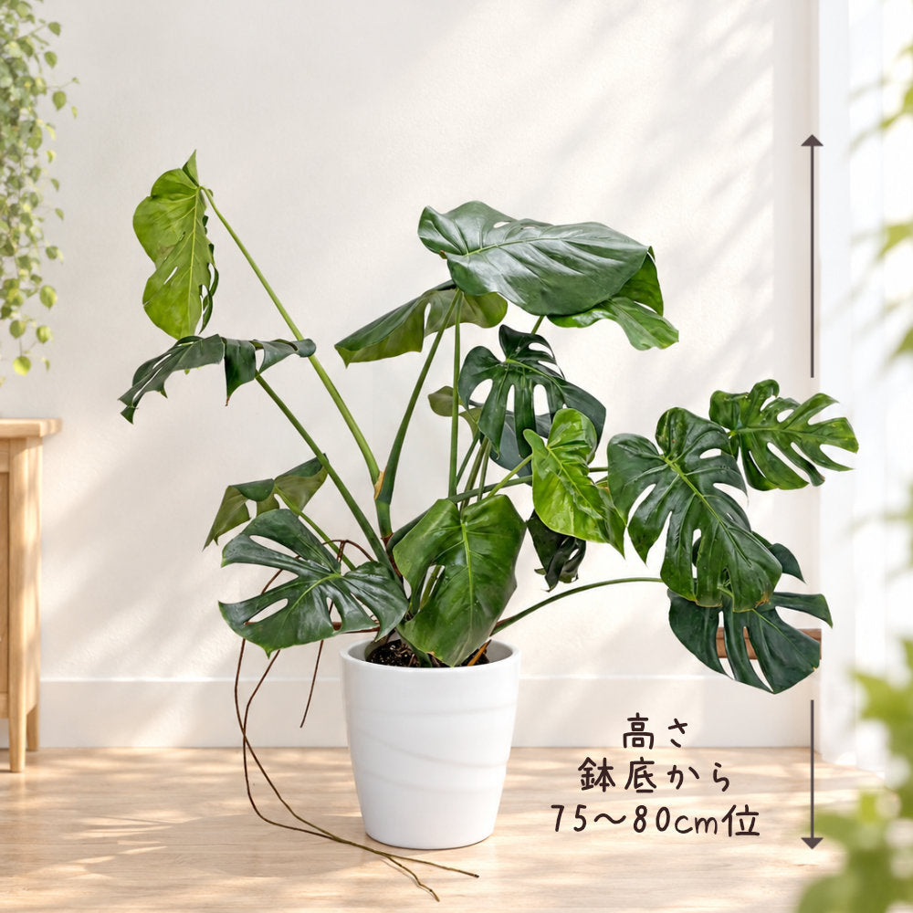観葉植物 ハートの葉っぱ おしゃれ 大型 本物 モンステラ 8号 現品 選べる陶器鉢 送料無料