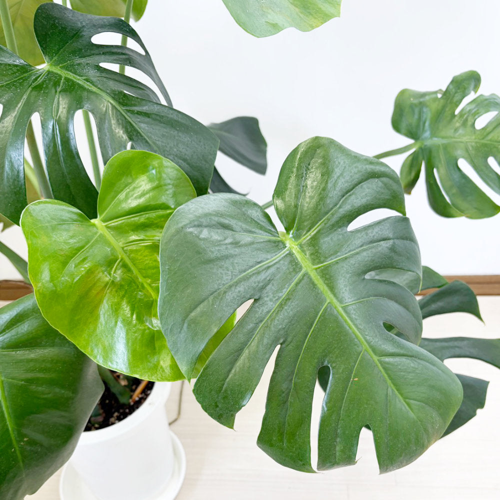 観葉植物 ハートの葉っぱ おしゃれ 大型 本物 モンステラ 8号 現品 選べる陶器鉢 送料無料