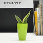 選べる 観葉植物 サンスベリア シェフレラ ガジュマル パキラ テーブルヤシ ドラセナ ポリシャス コーヒーの木 クロトン プラスチック鉢