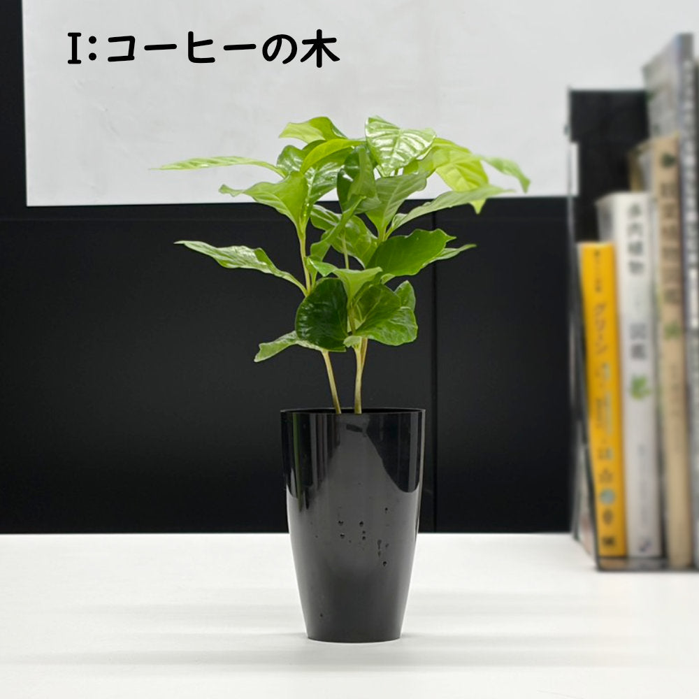 選べる 観葉植物 サンスベリア シェフレラ ガジュマル パキラ テーブルヤシ ドラセナ ポリシャス コーヒーの木 クロトン プラスチック鉢