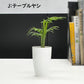 選べる 観葉植物 サンスベリア シェフレラ ガジュマル パキラ テーブルヤシ ドラセナ ポリシャス コーヒーの木 クロトン プラスチック鉢