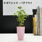 選べる 観葉植物 サンスベリア シェフレラ ガジュマル パキラ テーブルヤシ ドラセナ ポリシャス コーヒーの木 クロトン プラスチック鉢