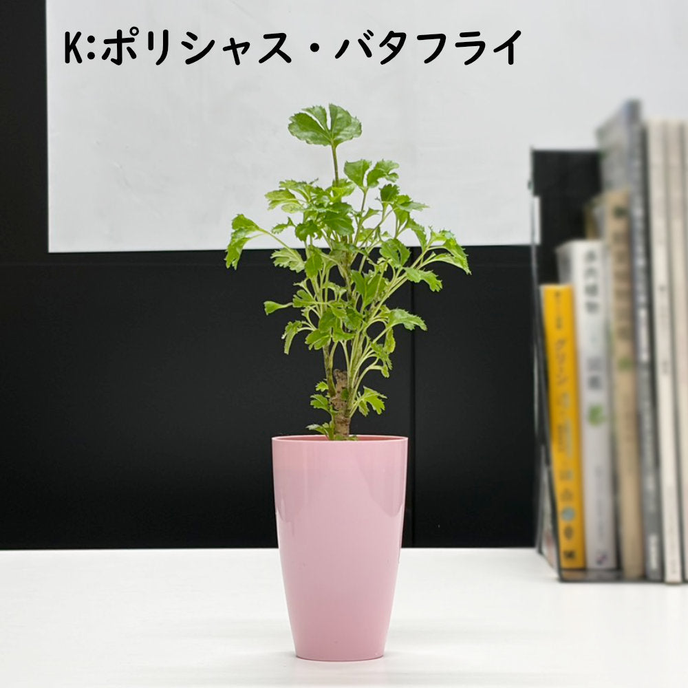 選べる 観葉植物 サンスベリア シェフレラ ガジュマル パキラ テーブルヤシ ドラセナ ポリシャス コーヒーの木 クロトン プラスチック鉢