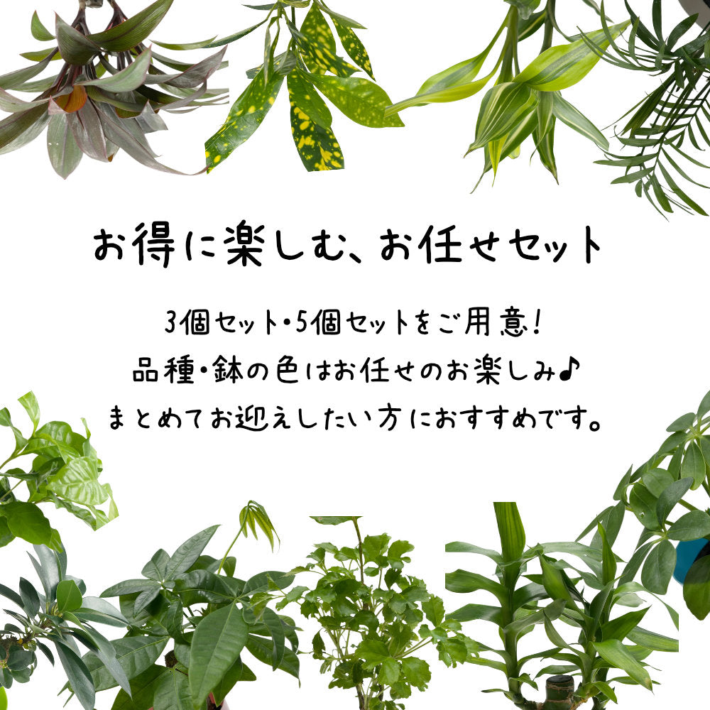 選べる 観葉植物 サンスベリア シェフレラ ガジュマル パキラ テーブルヤシ ドラセナ ポリシャス コーヒーの木 クロトン プラスチック鉢