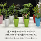 選べる 観葉植物 サンスベリア シェフレラ ガジュマル パキラ テーブルヤシ ドラセナ ポリシャス コーヒーの木 クロトン プラスチック鉢