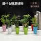 選べる 観葉植物 サンスベリア シェフレラ ガジュマル パキラ テーブルヤシ ドラセナ ポリシャス コーヒーの木 クロトン プラスチック鉢