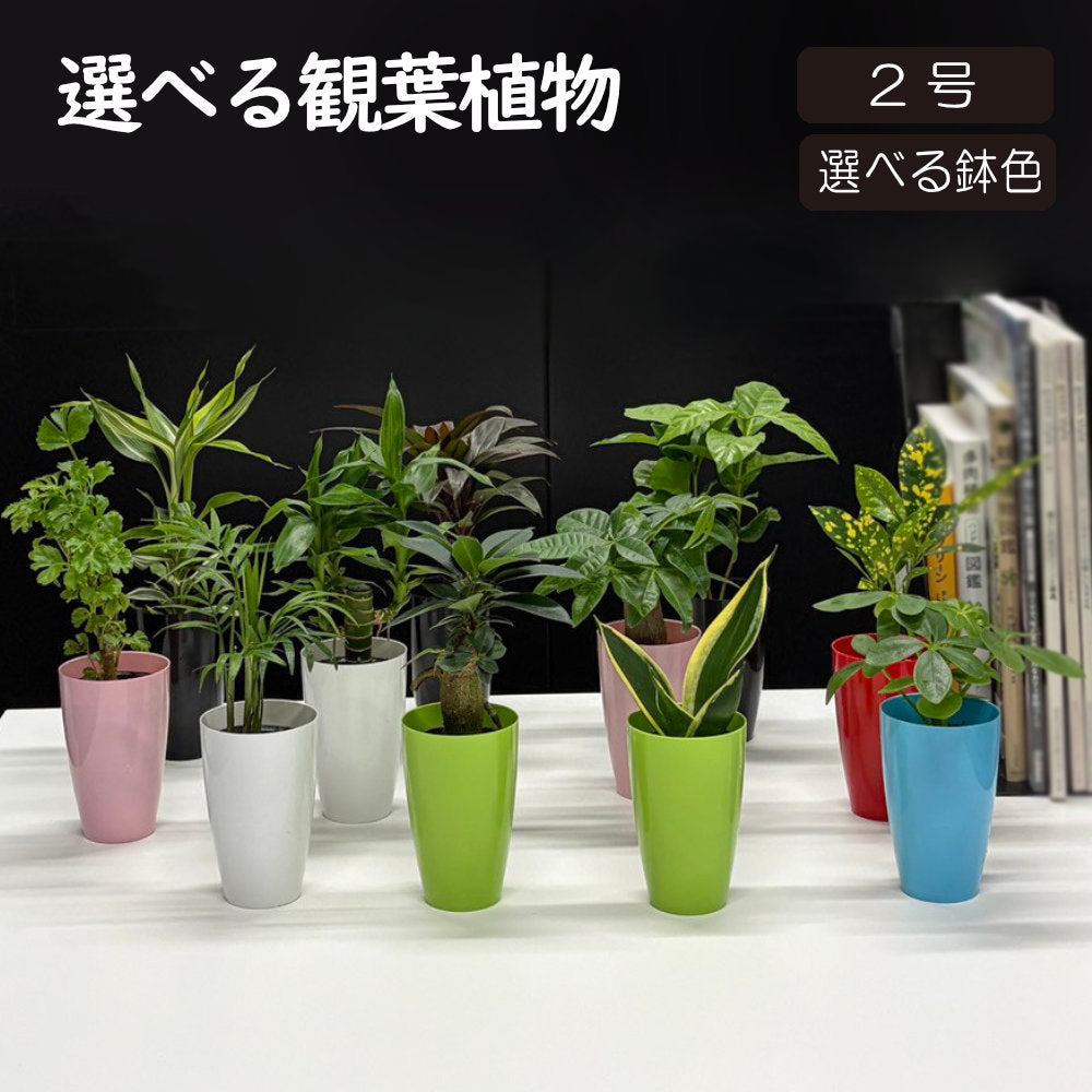 選べる 観葉植物 サンスベリア シェフレラ ガジュマル パキラ テーブルヤシ ドラセナ ポリシャス コーヒーの木 クロトン プラスチック鉢