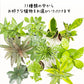 選べる 観葉植物 サンスベリア シェフレラ ガジュマル パキラ テーブルヤシ ドラセナ ポリシャス コーヒーの木 クロトン プラスチック鉢