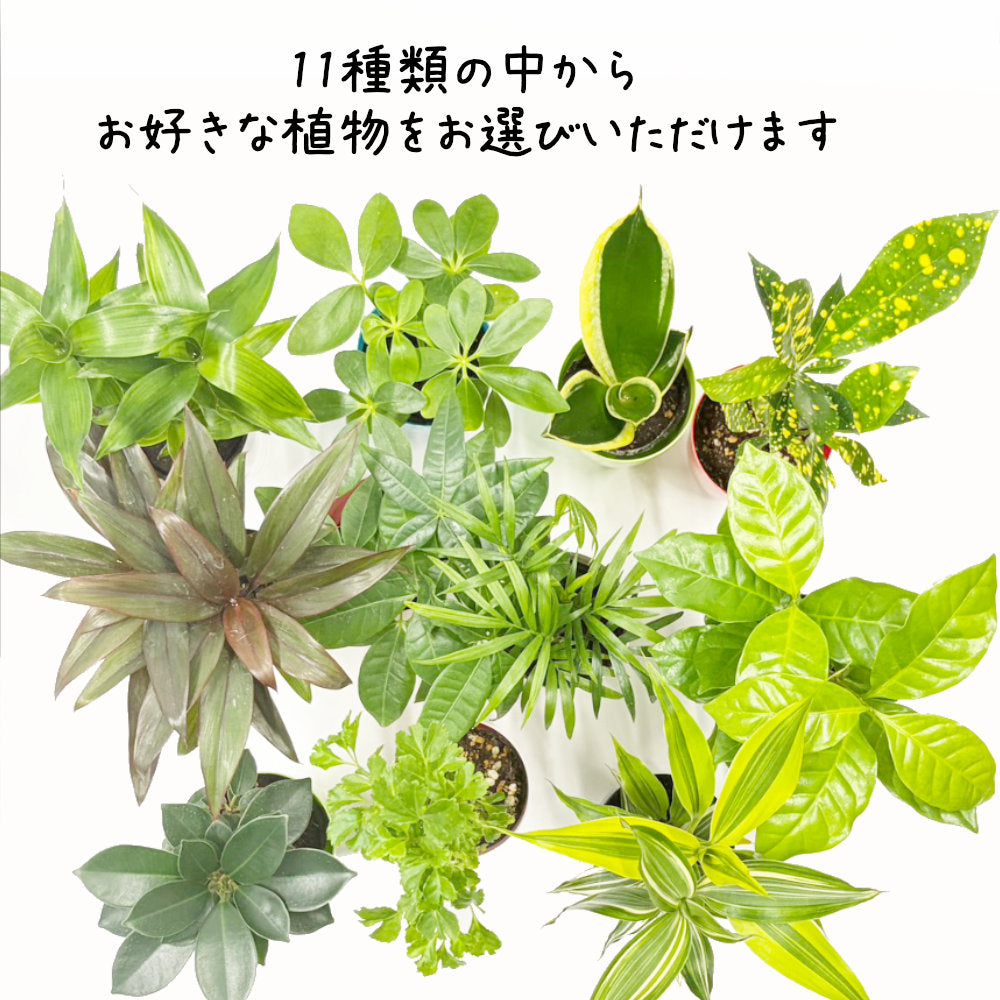 選べる 観葉植物 サンスベリア シェフレラ ガジュマル パキラ テーブルヤシ ドラセナ ポリシャス コーヒーの木 クロトン プラスチック鉢