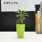 選べる 観葉植物 サンスベリア シェフレラ ガジュマル パキラ テーブルヤシ ドラセナ ポリシャス コーヒーの木 クロトン プラスチック鉢