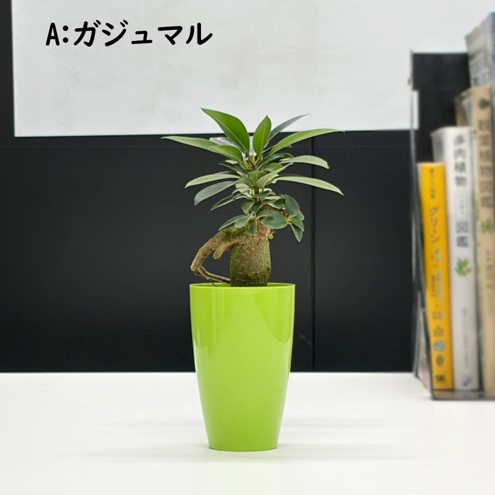 選べる 観葉植物 サンスベリア シェフレラ ガジュマル パキラ テーブルヤシ ドラセナ ポリシャス コーヒーの木 クロトン プラスチック鉢