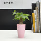 選べる 観葉植物 サンスベリア シェフレラ ガジュマル パキラ テーブルヤシ ドラセナ ポリシャス コーヒーの木 クロトン プラスチック鉢