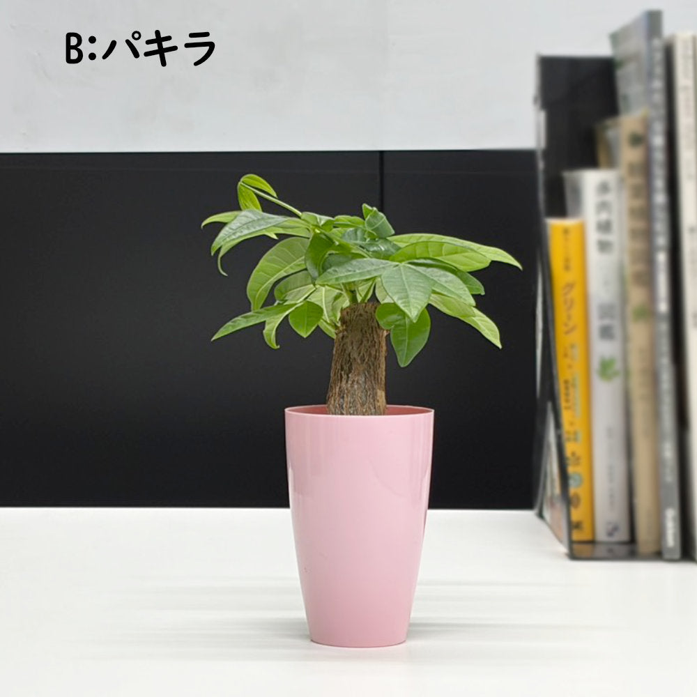 選べる 観葉植物 サンスベリア シェフレラ ガジュマル パキラ テーブルヤシ ドラセナ ポリシャス コーヒーの木 クロトン プラスチック鉢