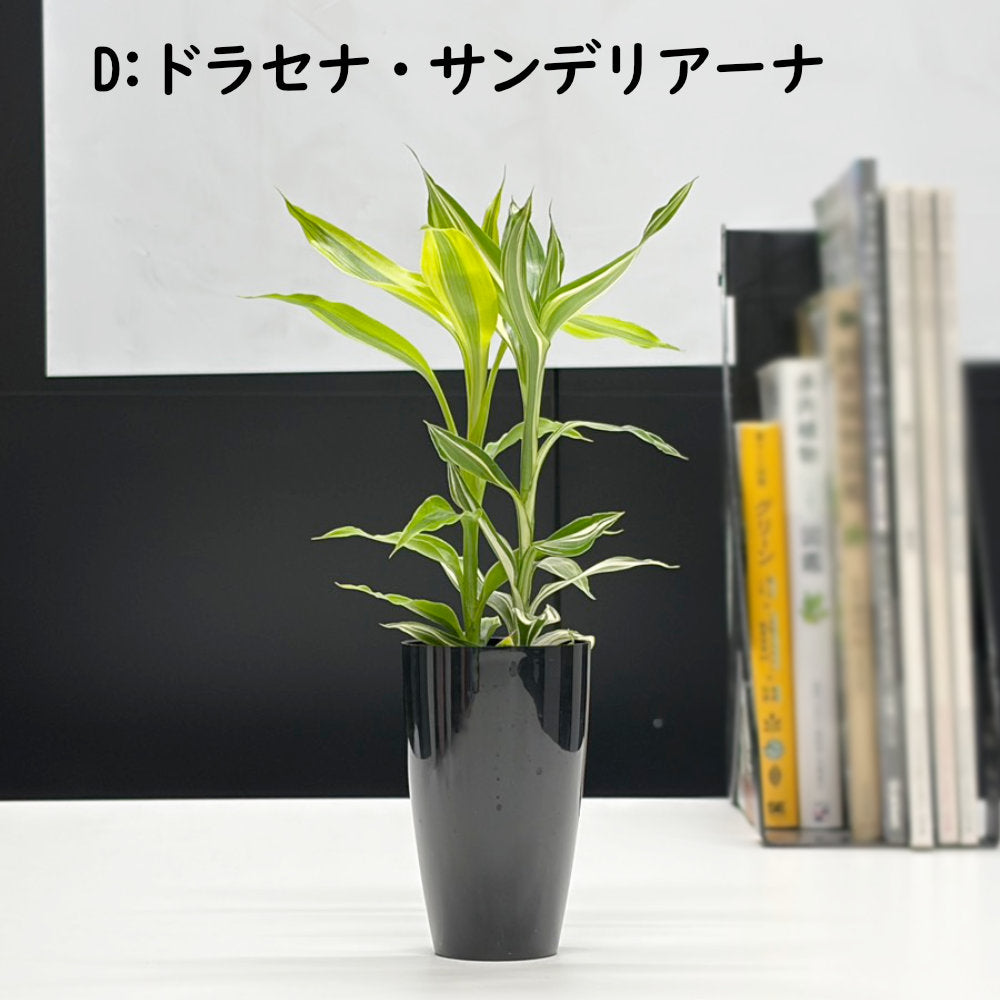 選べる 観葉植物 サンスベリア シェフレラ ガジュマル パキラ テーブルヤシ ドラセナ ポリシャス コーヒーの木 クロトン プラスチック鉢