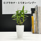 選べる 観葉植物 サンスベリア シェフレラ ガジュマル パキラ テーブルヤシ ドラセナ ポリシャス コーヒーの木 クロトン プラスチック鉢