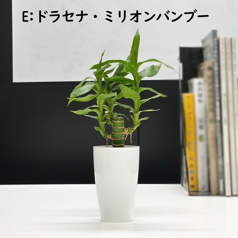 選べる 観葉植物 サンスベリア シェフレラ ガジュマル パキラ テーブルヤシ ドラセナ ポリシャス コーヒーの木 クロトン プラスチック鉢