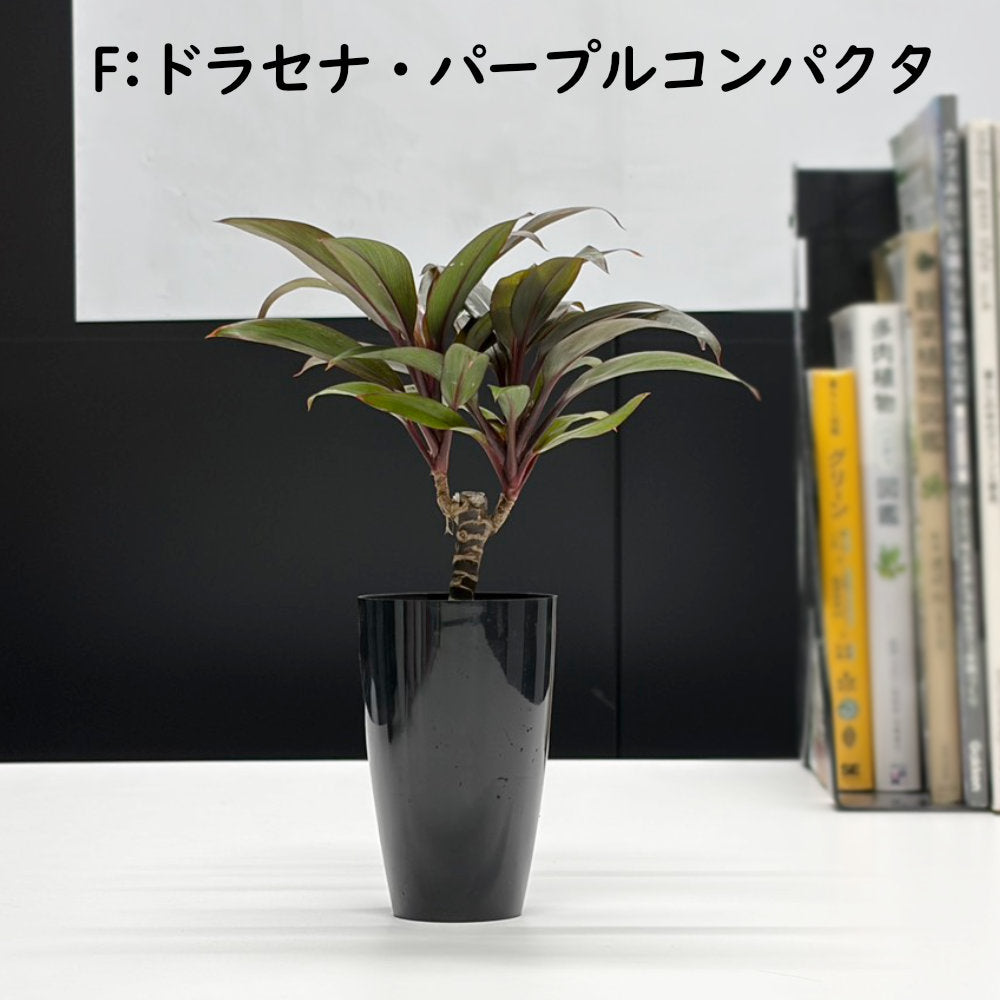 選べる 観葉植物 サンスベリア シェフレラ ガジュマル パキラ テーブルヤシ ドラセナ ポリシャス コーヒーの木 クロトン プラスチック鉢