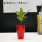 選べる 観葉植物 サンスベリア シェフレラ ガジュマル パキラ テーブルヤシ ドラセナ ポリシャス コーヒーの木 クロトン プラスチック鉢
