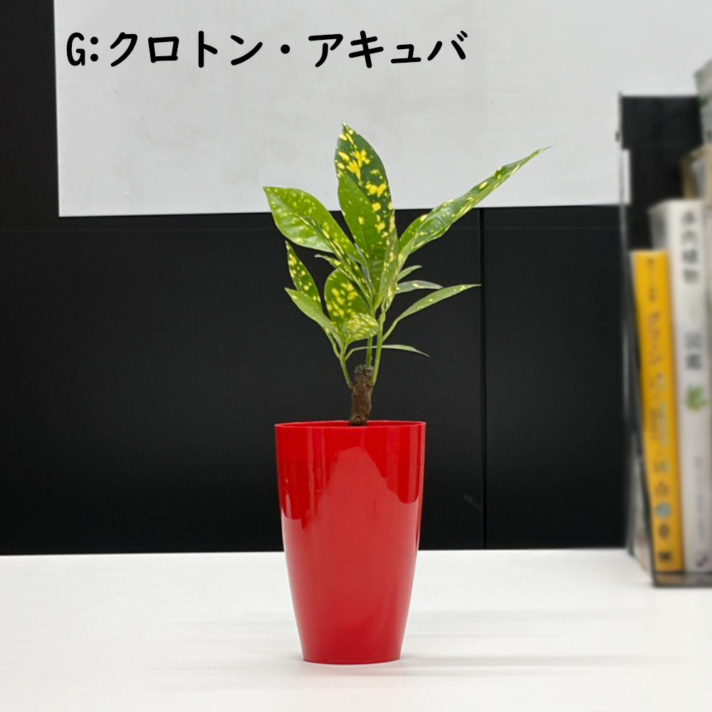 選べる 観葉植物 サンスベリア シェフレラ ガジュマル パキラ テーブルヤシ ドラセナ ポリシャス コーヒーの木 クロトン プラスチック鉢