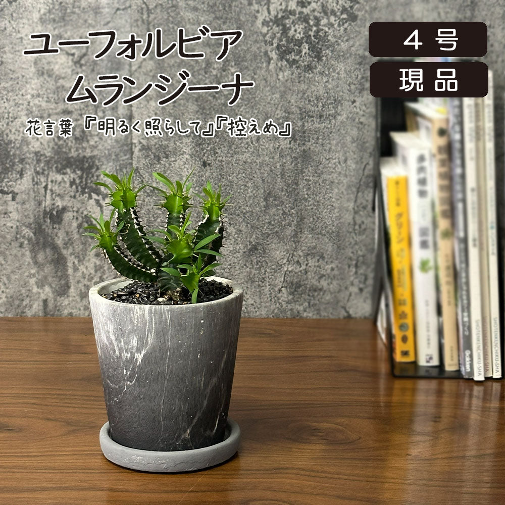 観葉植物 希少品種 ユーフォルビア ムランジーナ 現品 陶器鉢 送料別