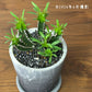 観葉植物 希少品種 ユーフォルビア ムランジーナ 現品 陶器鉢 送料別