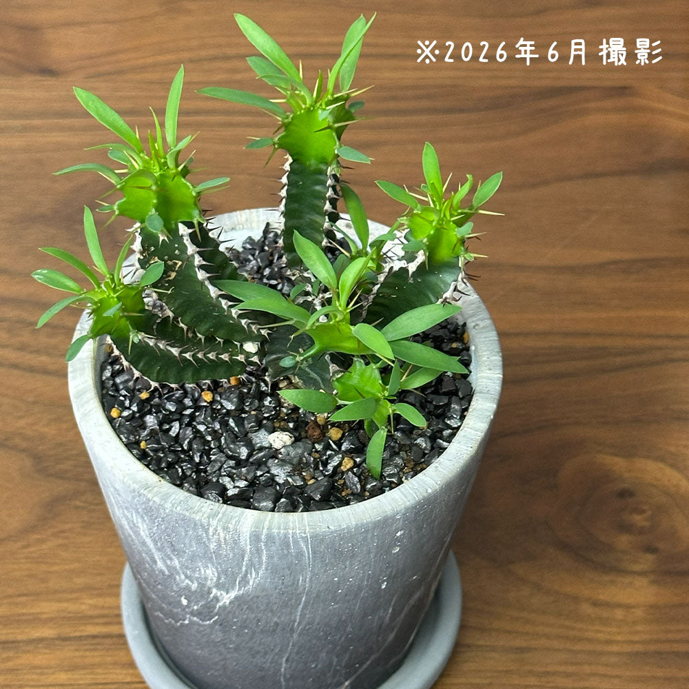 観葉植物 希少品種 ユーフォルビア ムランジーナ 現品 陶器鉢 送料別