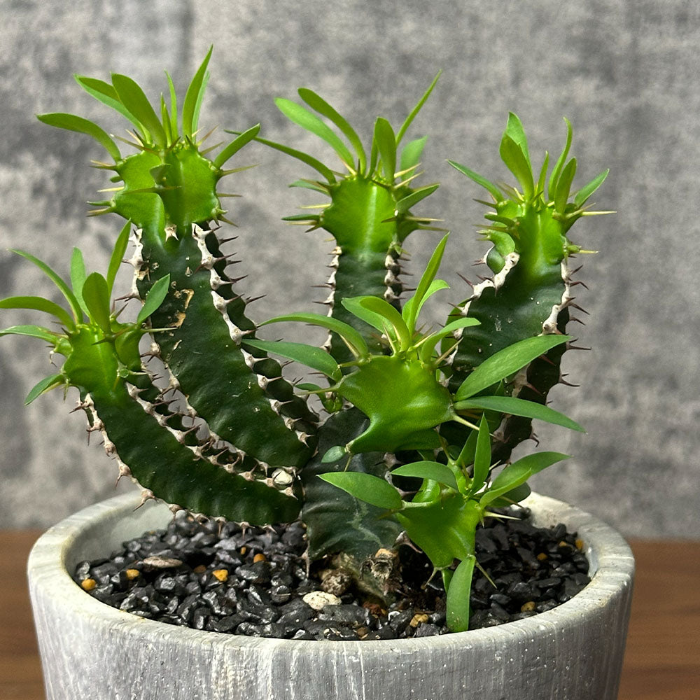 観葉植物 希少品種 ユーフォルビア ムランジーナ 現品 陶器鉢 送料別