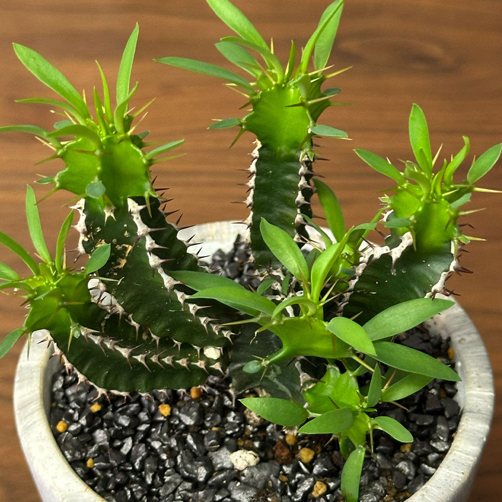 観葉植物 希少品種 ユーフォルビア ムランジーナ 現品 陶器鉢 送料別