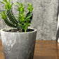 観葉植物 希少品種 ユーフォルビア ムランジーナ 現品 陶器鉢 送料別