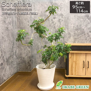 宝石のような観葉植物のお店 【Jewelry Plant】 シェフレラ