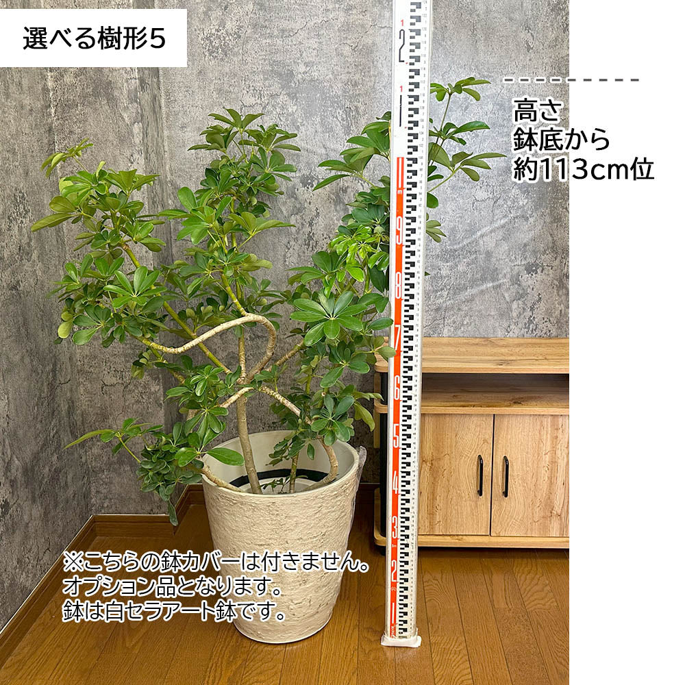 宝石のような観葉植物のお店 【Jewelry Plant】 シェフレラ ホンコン