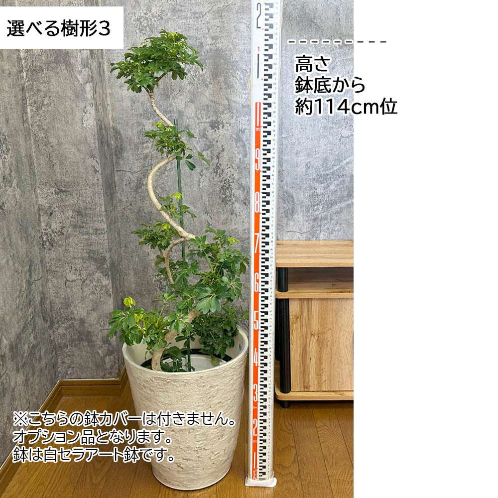 宝石のような観葉植物のお店 【Jewelry Plant】 シェフレラ