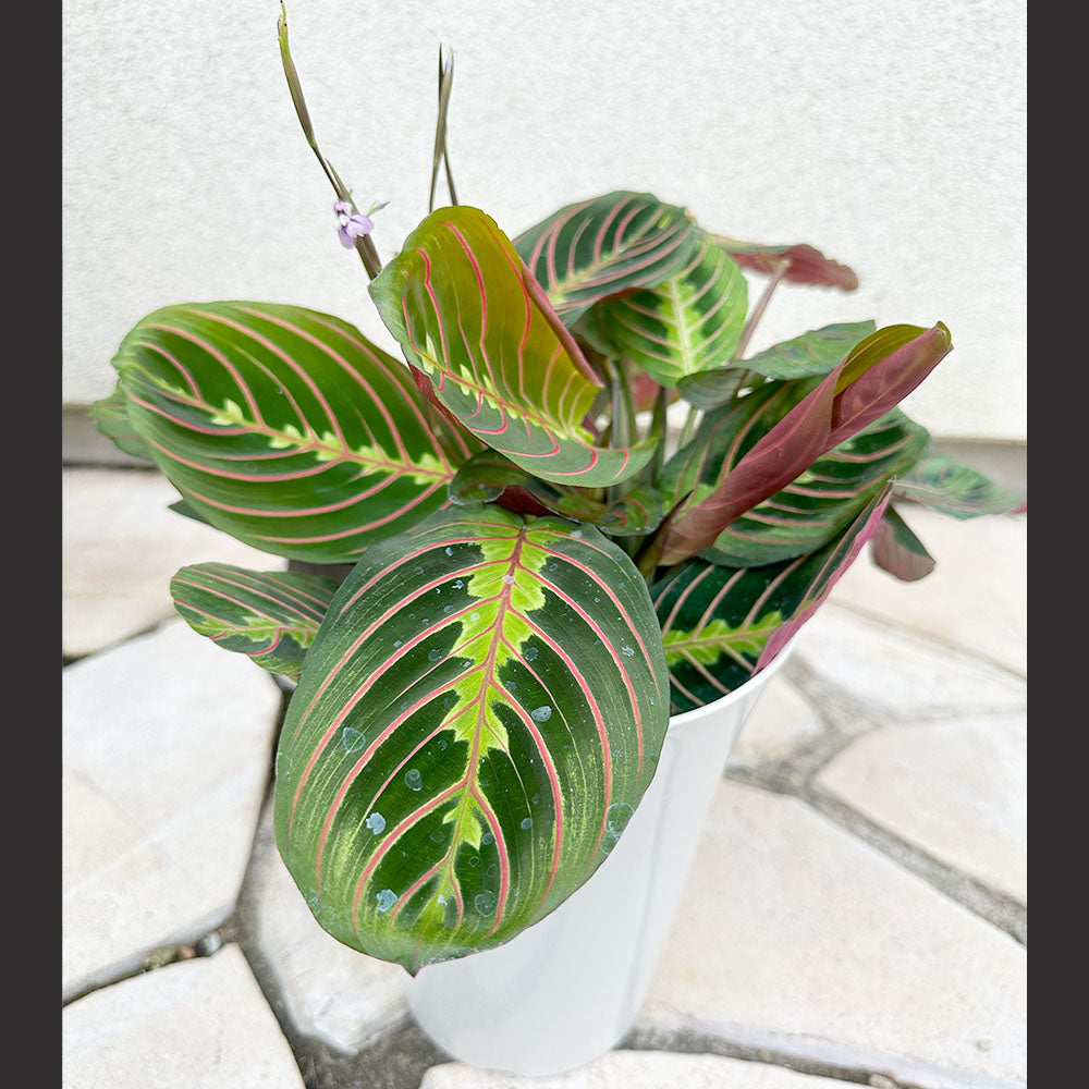 観葉植物♡マランタ アマグリス♡抜き苗 - インテリア小物