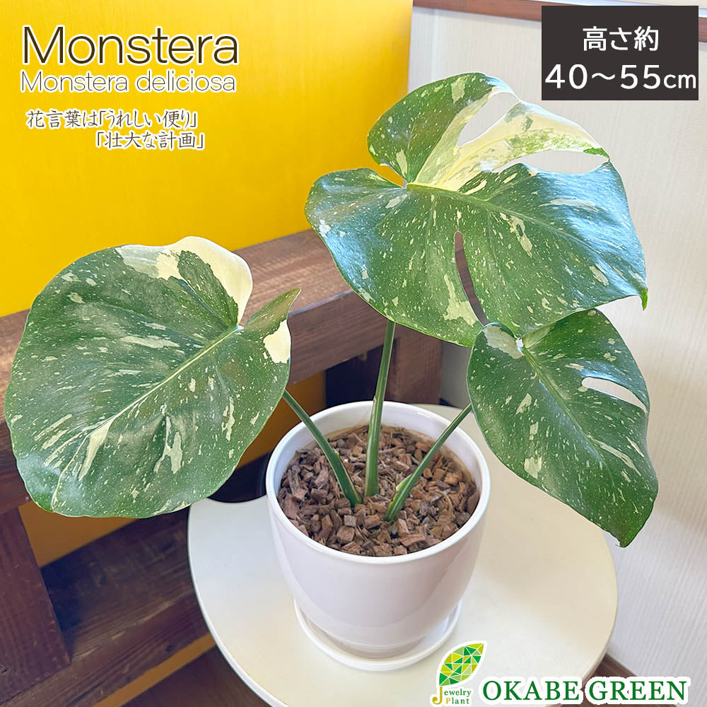 宝石のような観葉植物のお店 【Jewelry Plant】 【希少品種 