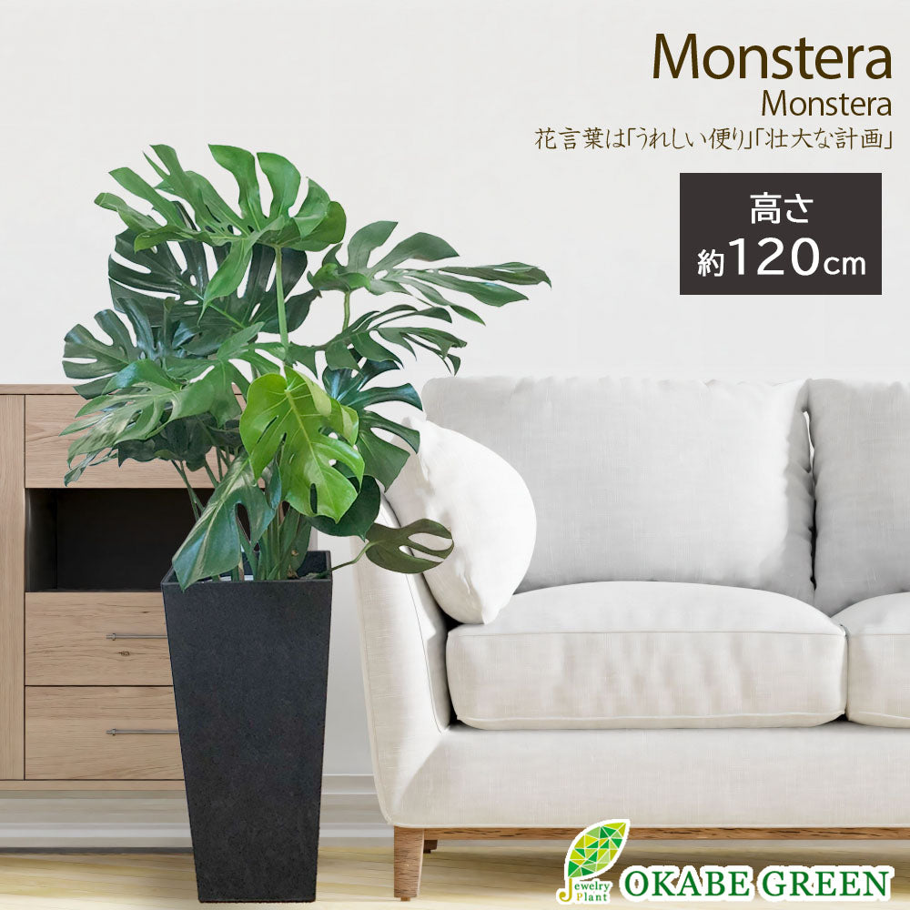 宝石のような観葉植物のお店 【Jewelry Plant】 モンステラ 特大 