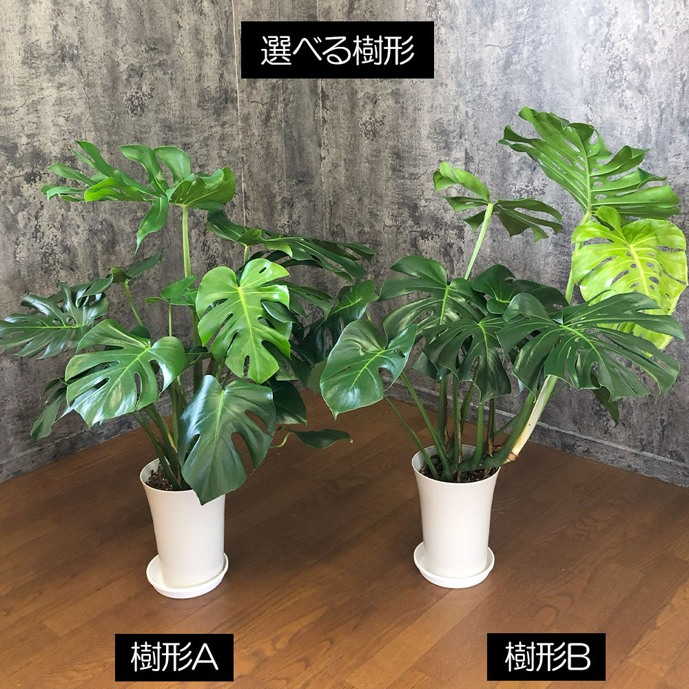 宝石のような観葉植物のお店 【Jewelry Plant】 モンステラ 特大 【現品】 高級感のあるデザイン陶器鉢 受皿付 – Jewelry  Plant online