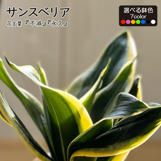 サンスベリア ミニ 3.5号 選べる色 カラープラスチック鉢 黒受皿付