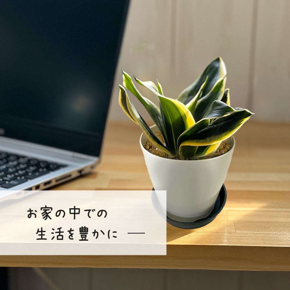 サンスベリア ミニ 3.5号 選べる色 カラープラスチック鉢 黒受皿付